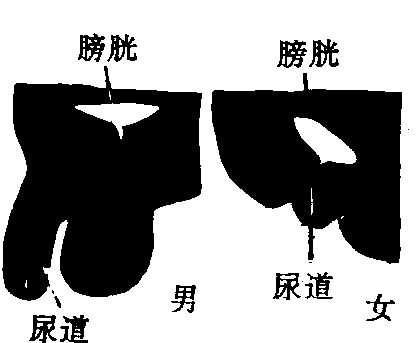 尿道