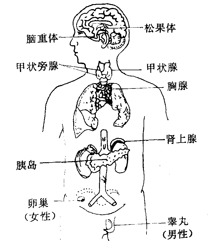 内分泌腺