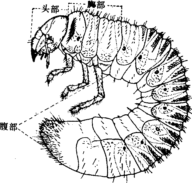 蛴螬的变化过程图片图片