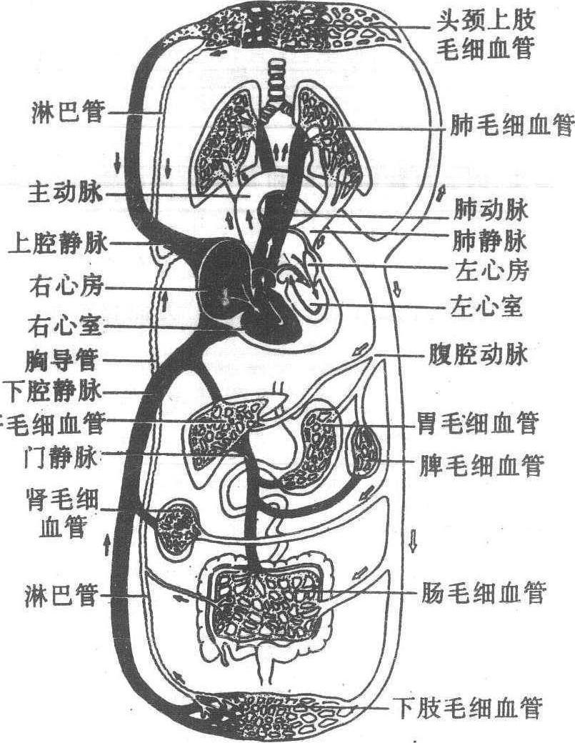 循環(huán)系統(tǒng)的組成與功能