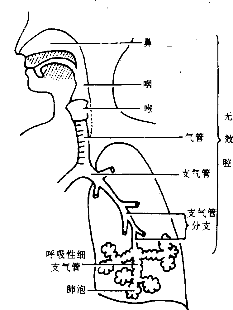 人体呼吸系统图简笔画图片