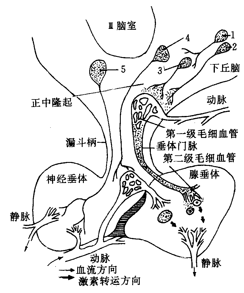 脑垂体简笔画图片