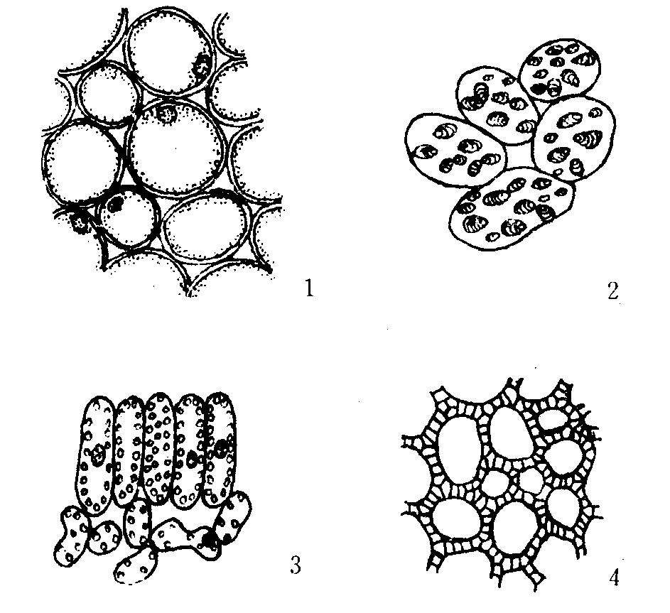 薄壁组织细胞图图片