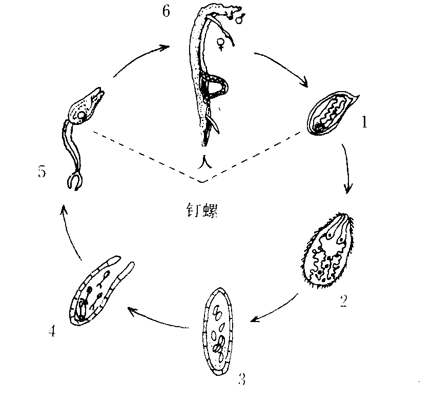东毕血吸虫结构图图片