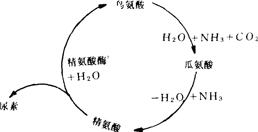 鸟氨酸循环的过程图片