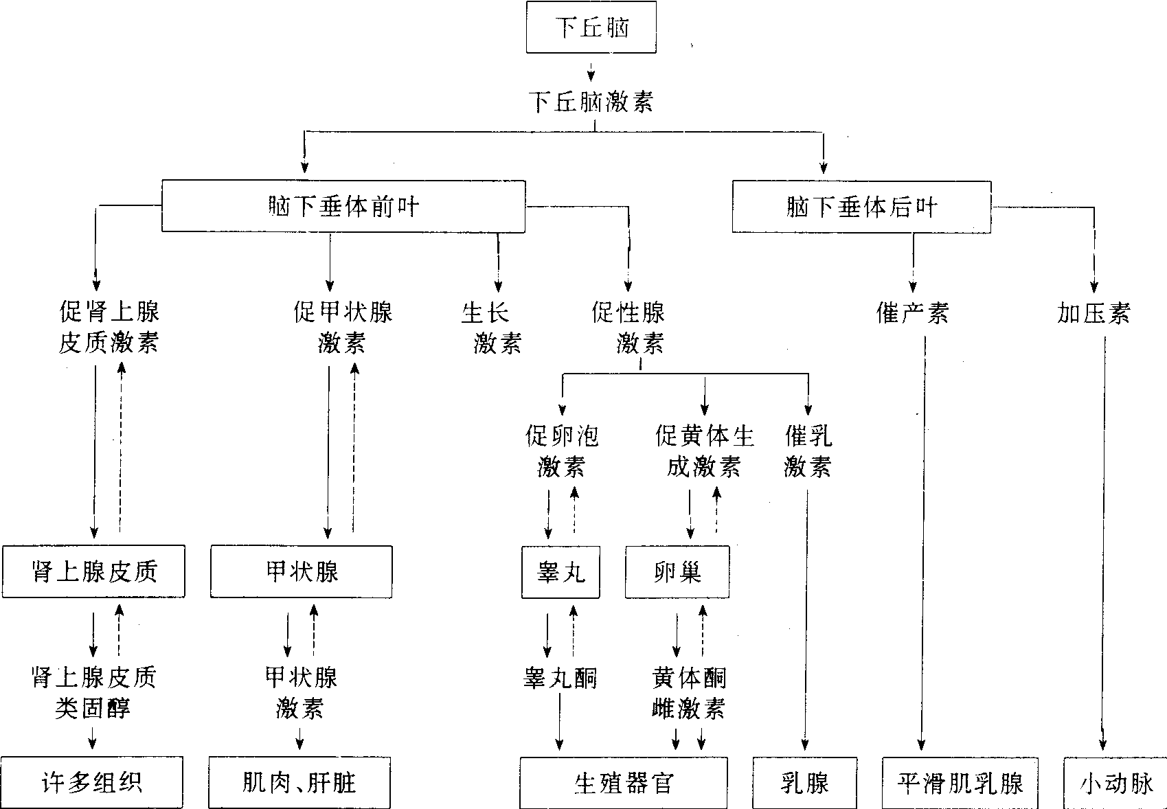 下丘脑-垂体激素分泌系统