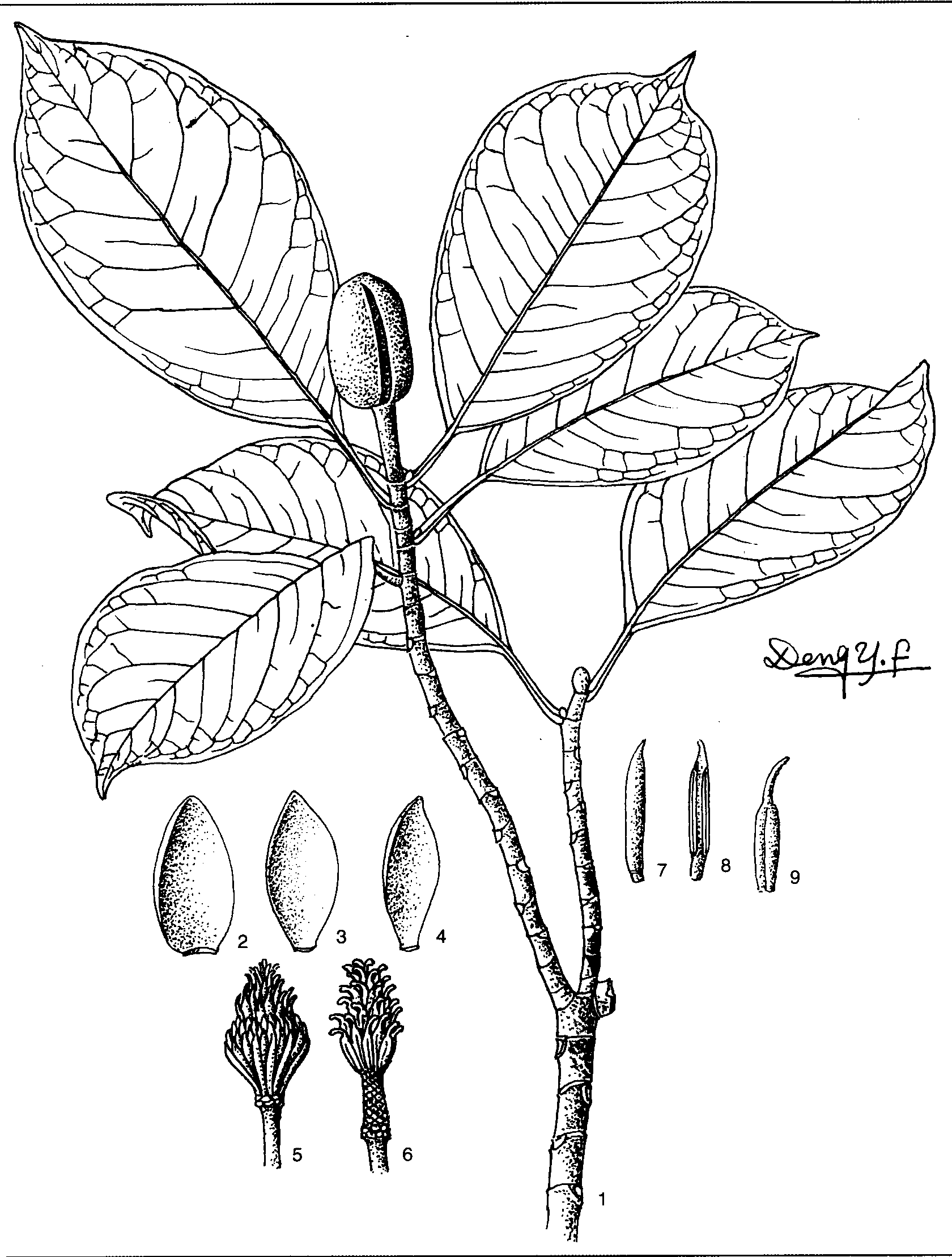 81.倒卵叶木莲