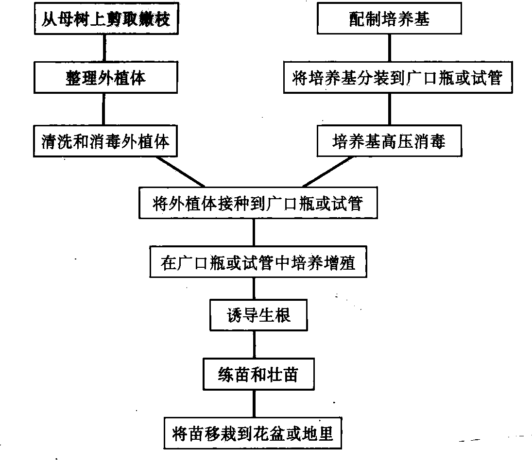 木兰科植物的栽培繁殖技术与方法