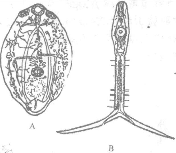 矛形双腔吸虫形态图图片