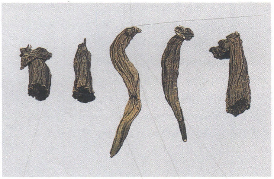 28. 玄參