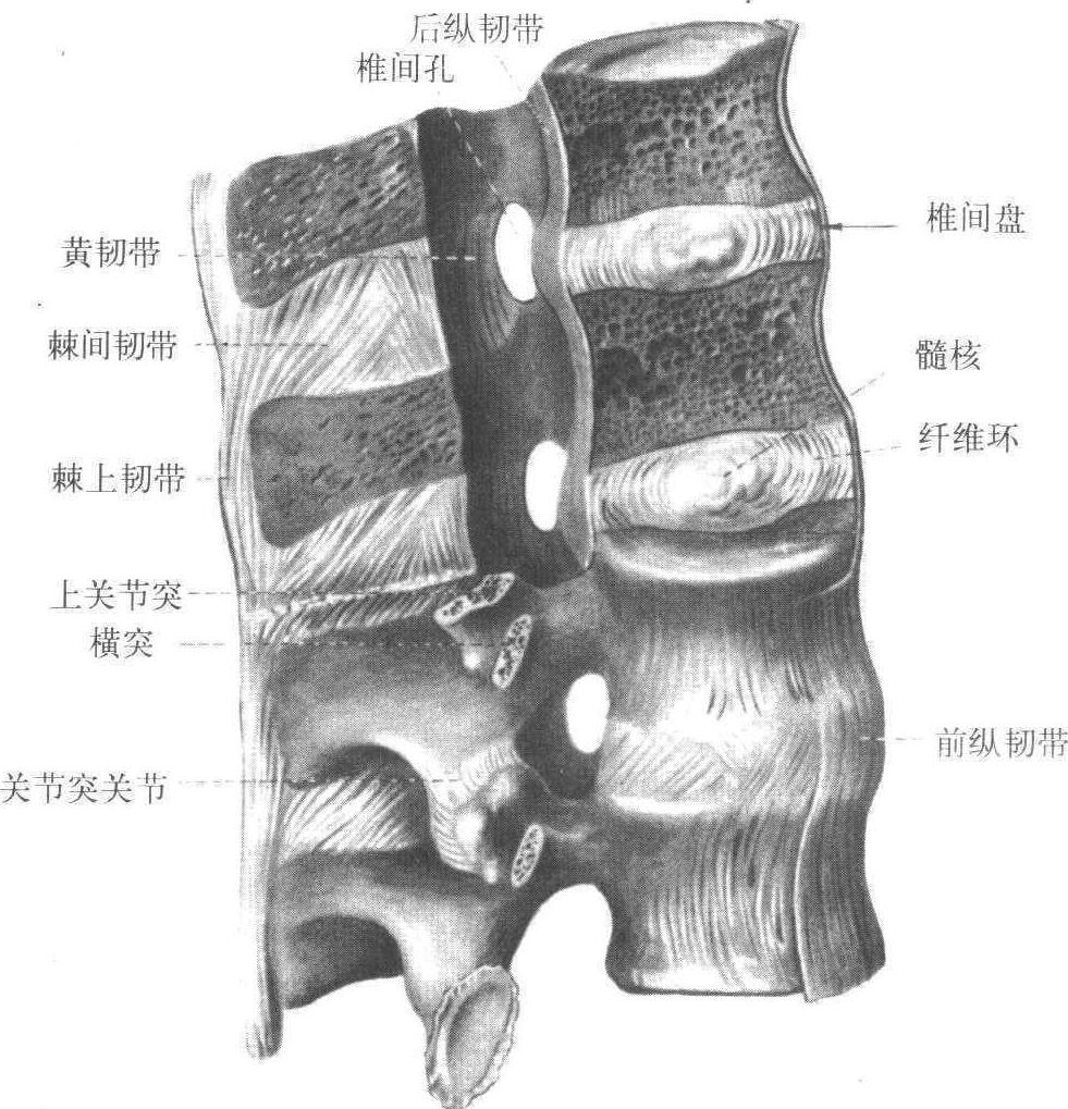 7 椎骨间的连结