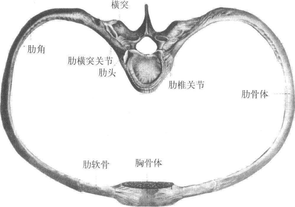 16 肋椎關(guān)節(jié)和肋橫突關(guān)節(jié)