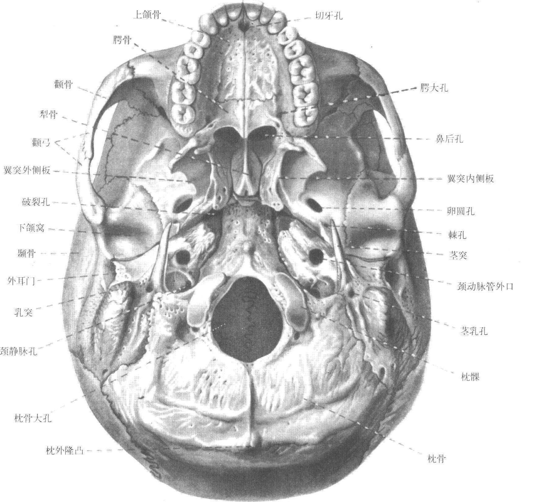 10. 颅(正中矢状切面)-颅脑颈部应用解剖-医学