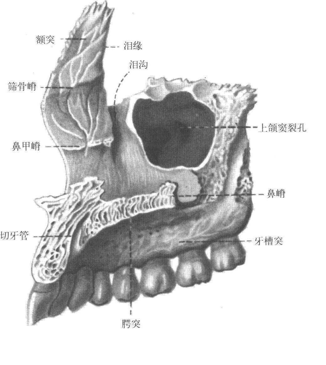 上颌骨的形态特点_向内