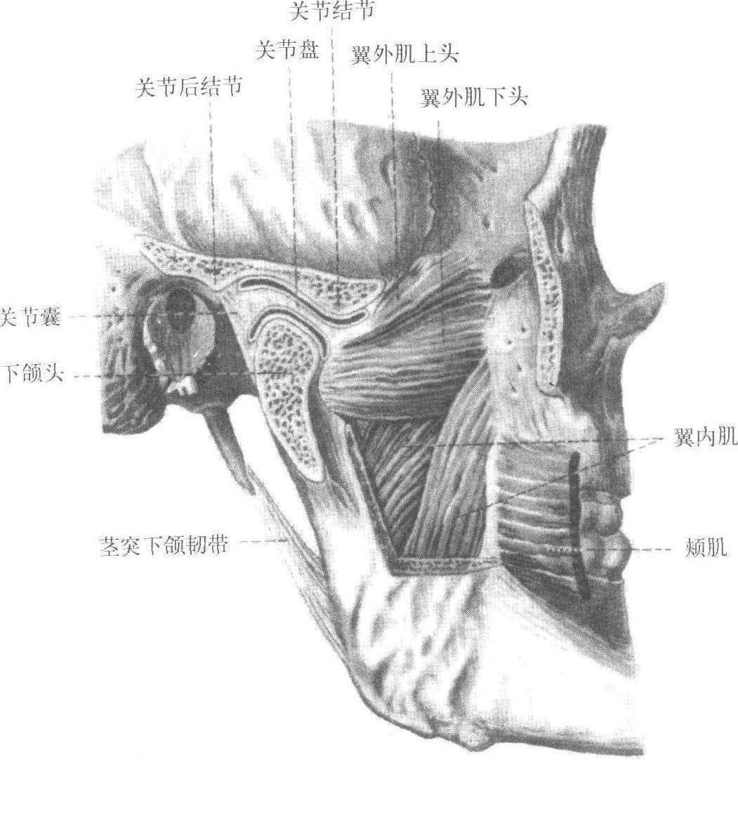 36 顳下頜關節(jié)