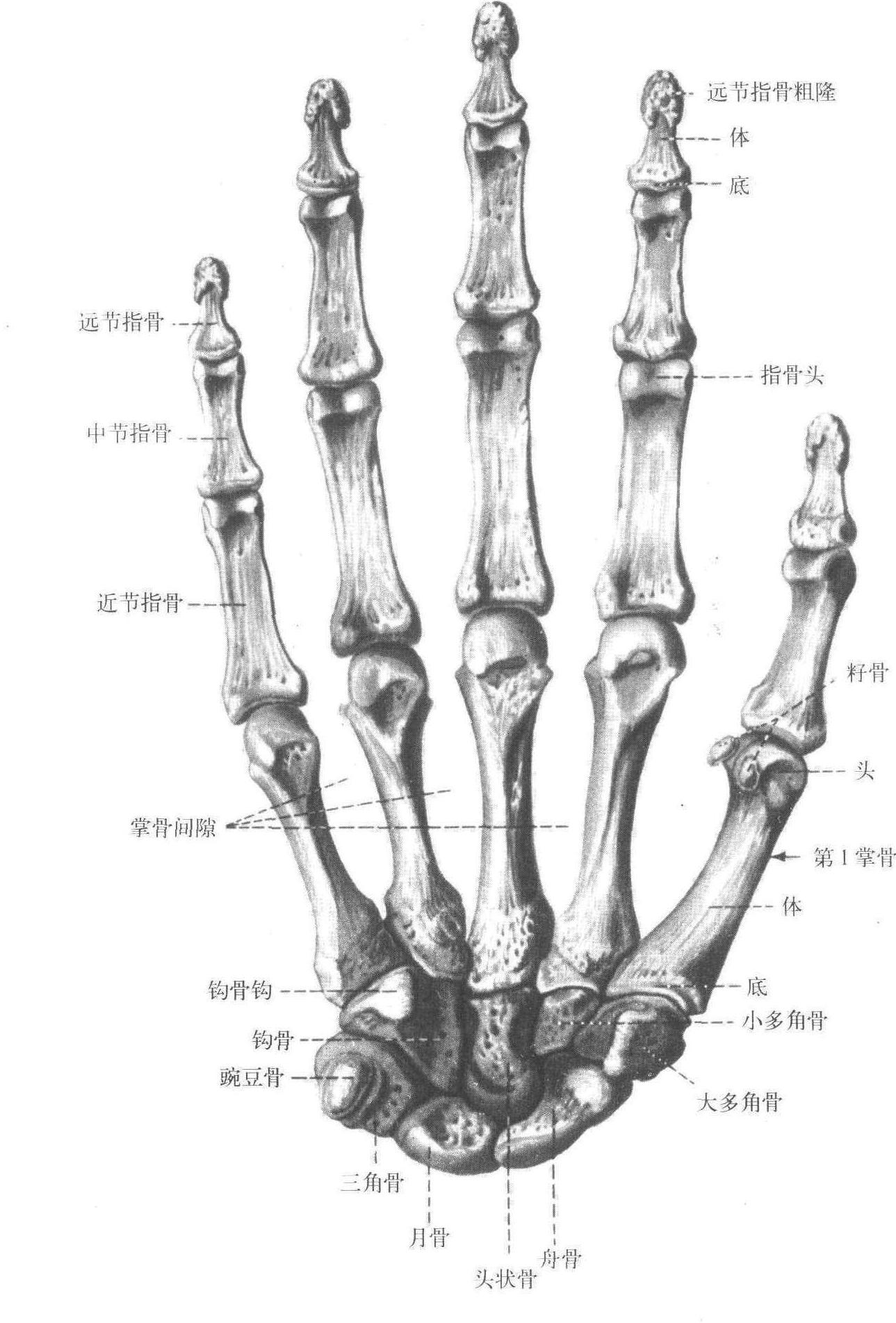 45 手骨掌面