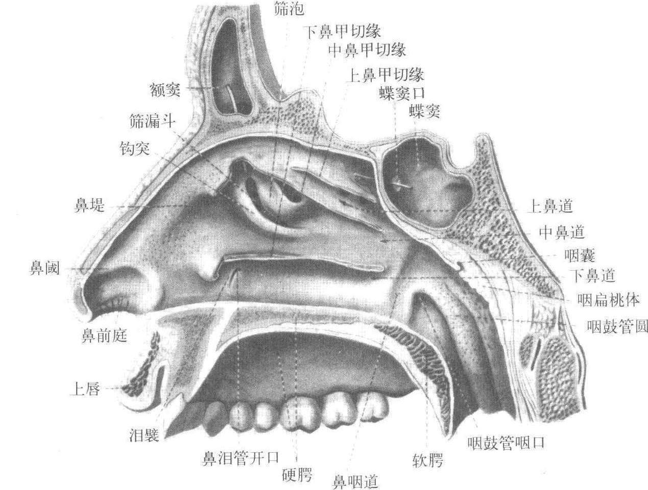 鼻窦开口位置口诀图片