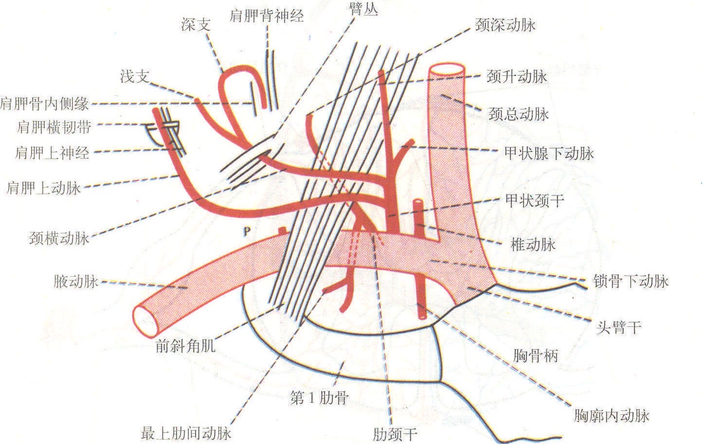 锁骨下动脉 解剖图图片