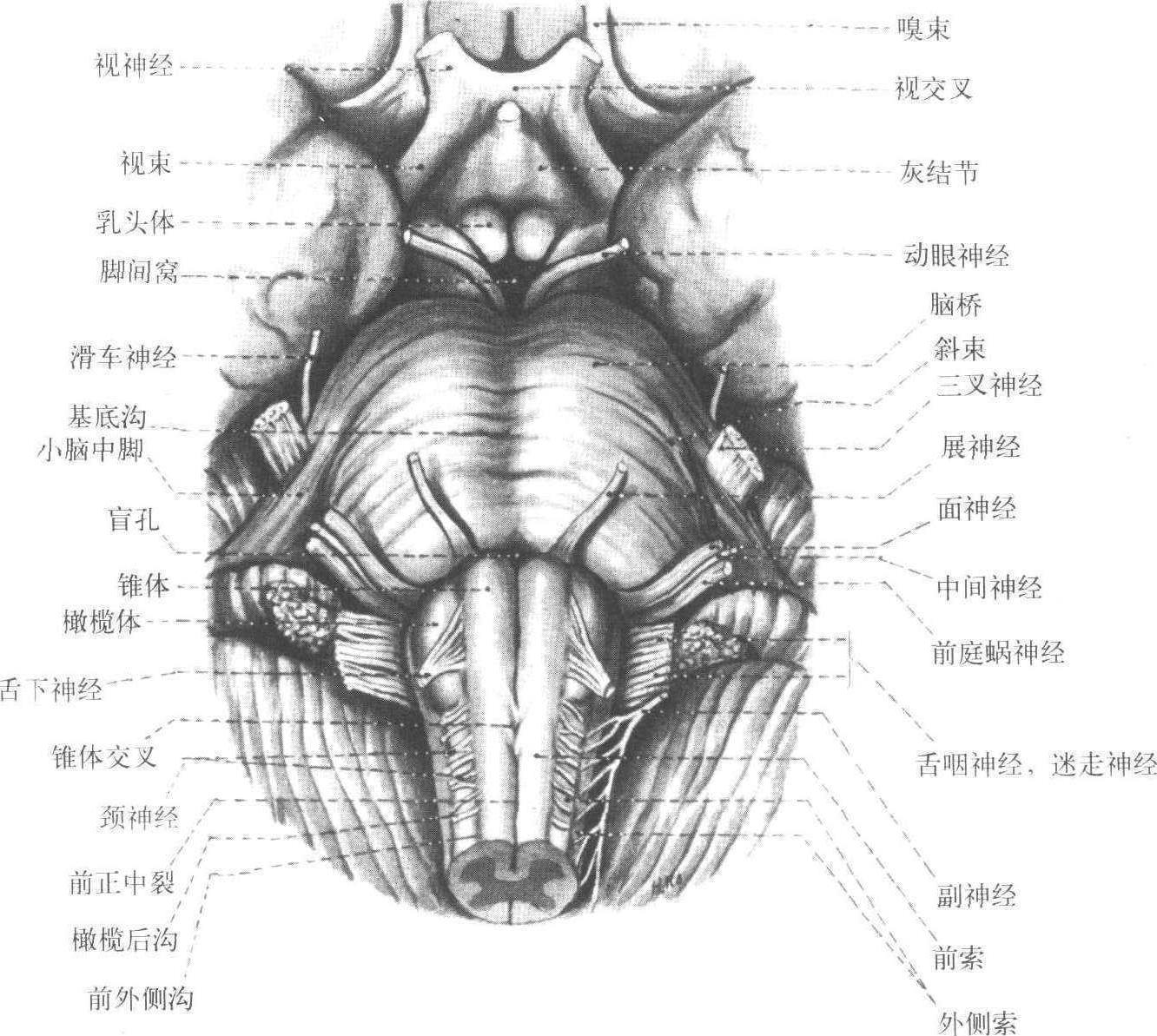 脑干腹侧面图片