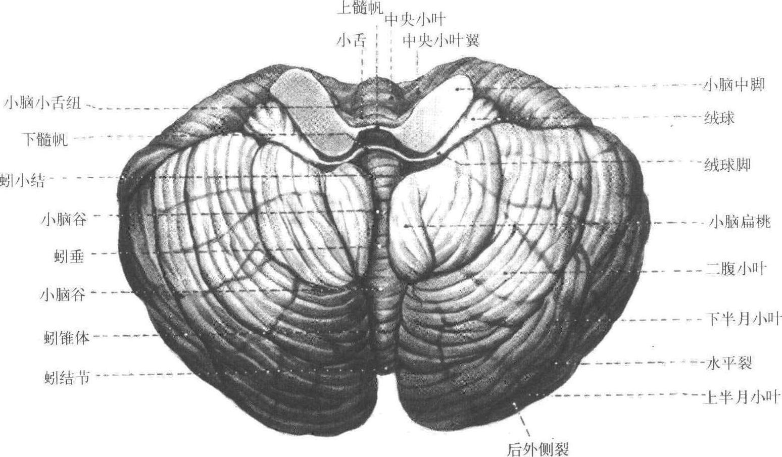 小脑解剖图mr图片