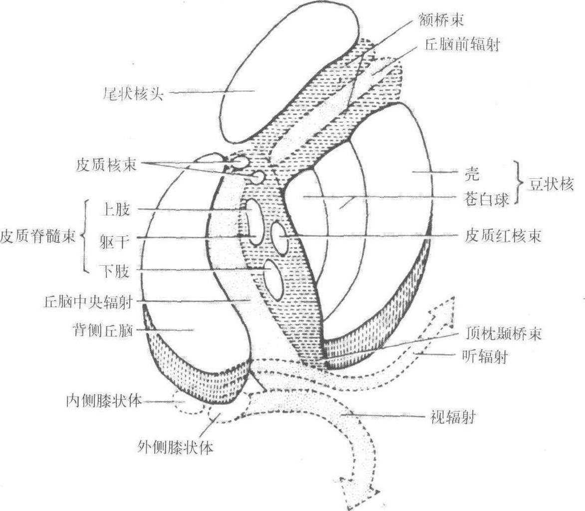 内囊模式图图片