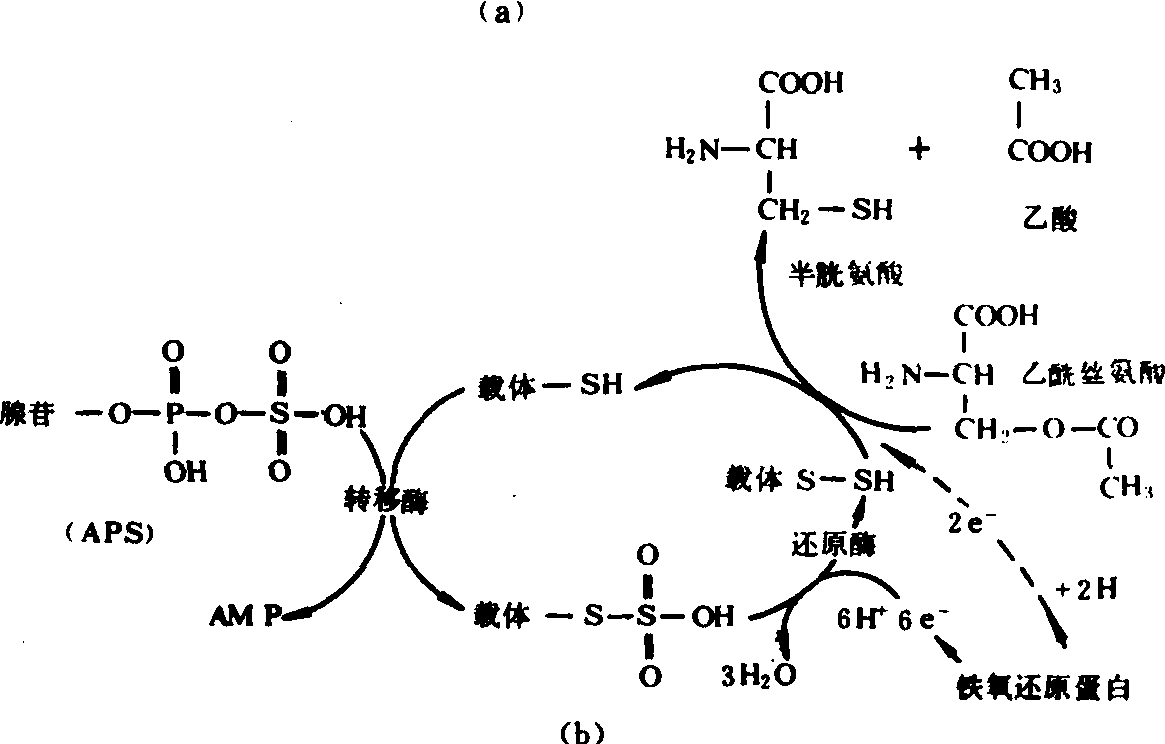 硫的转化图及方程式图片