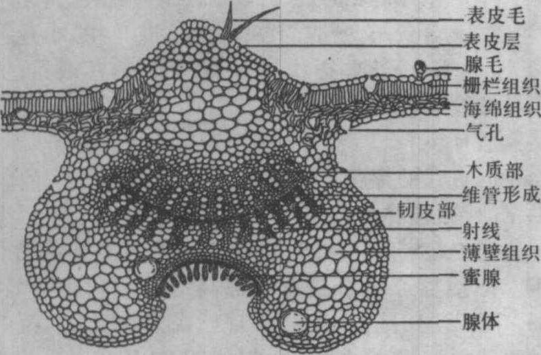 木棉花解剖结构图图片图片