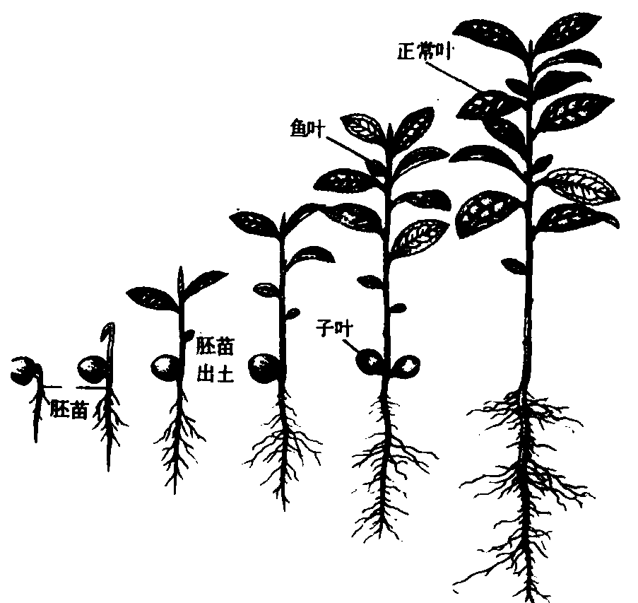 茶树总发育周期