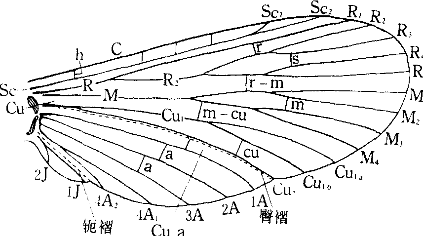 翅脉