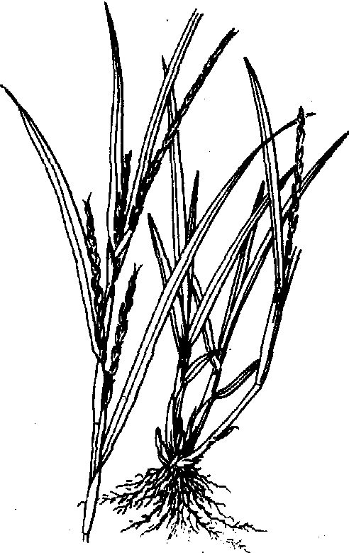扁穗牛鞭草种子图片