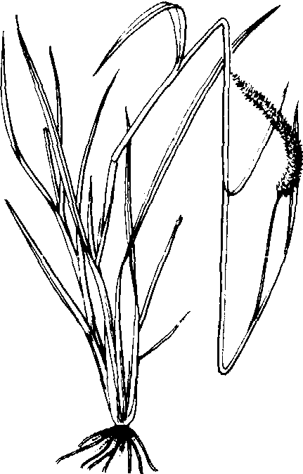 狗尾草结构图图片