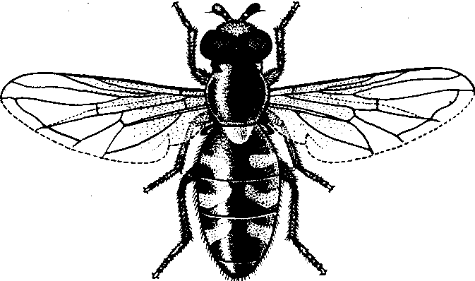食蚜蝇手绘图图片