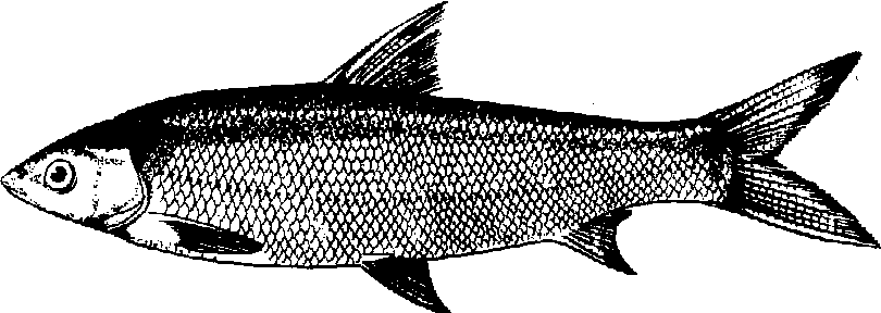 细鳞鲴鱼图片