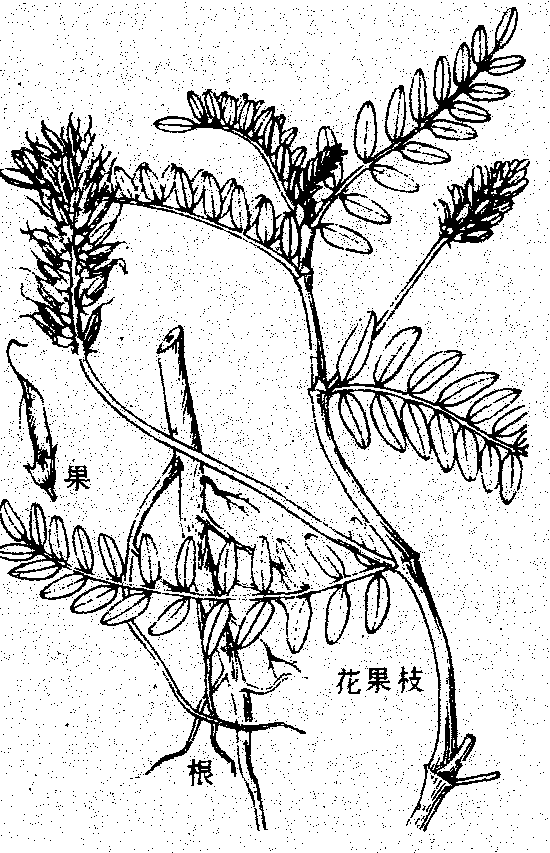 沙打旺