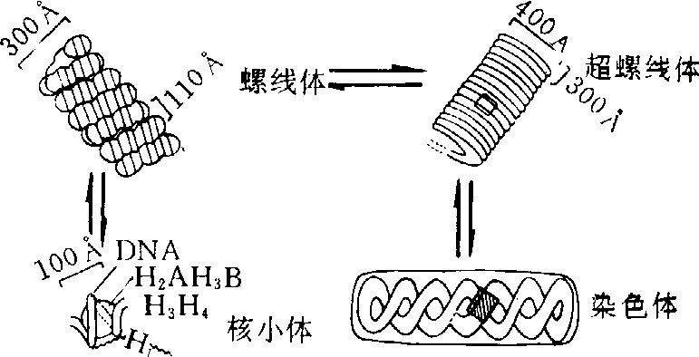 染色体