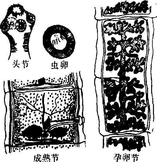 牛带绦虫头节手绘图图片