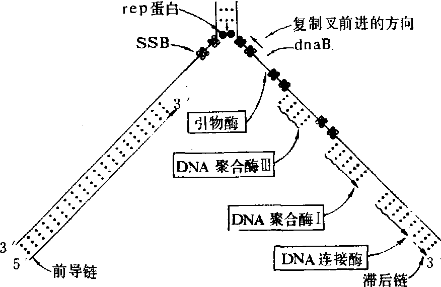 脱氧核糖核酸DNA生物合成