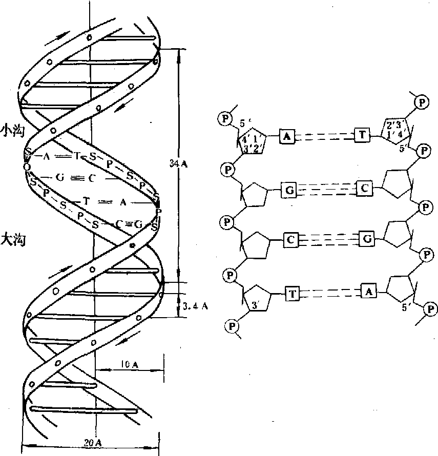 有些dna分子中