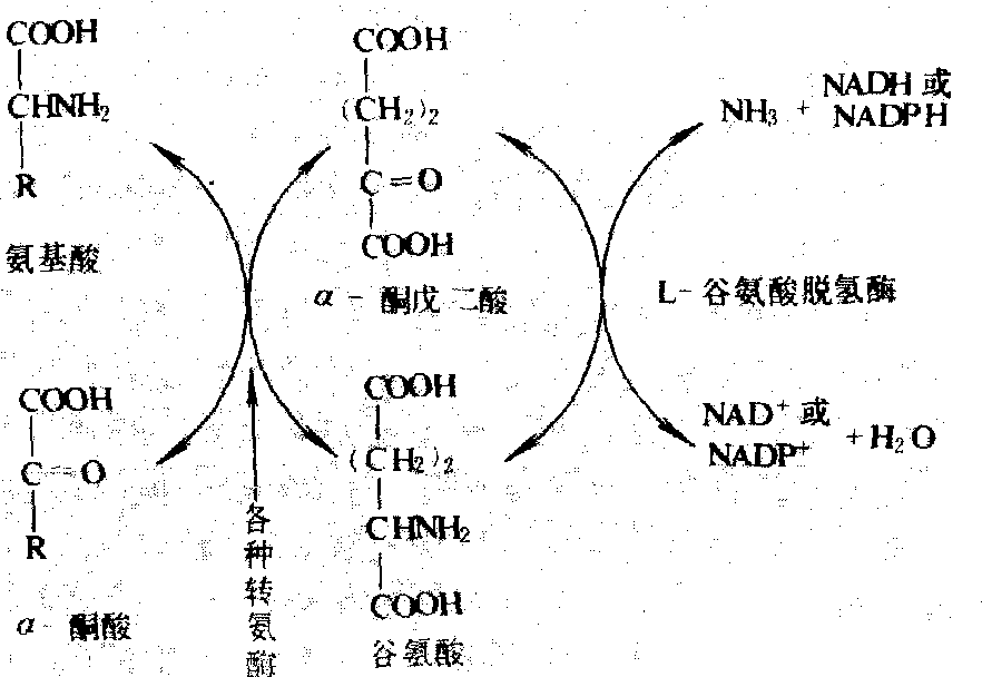 氨基酸分解代谢