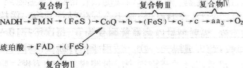 电子传递链