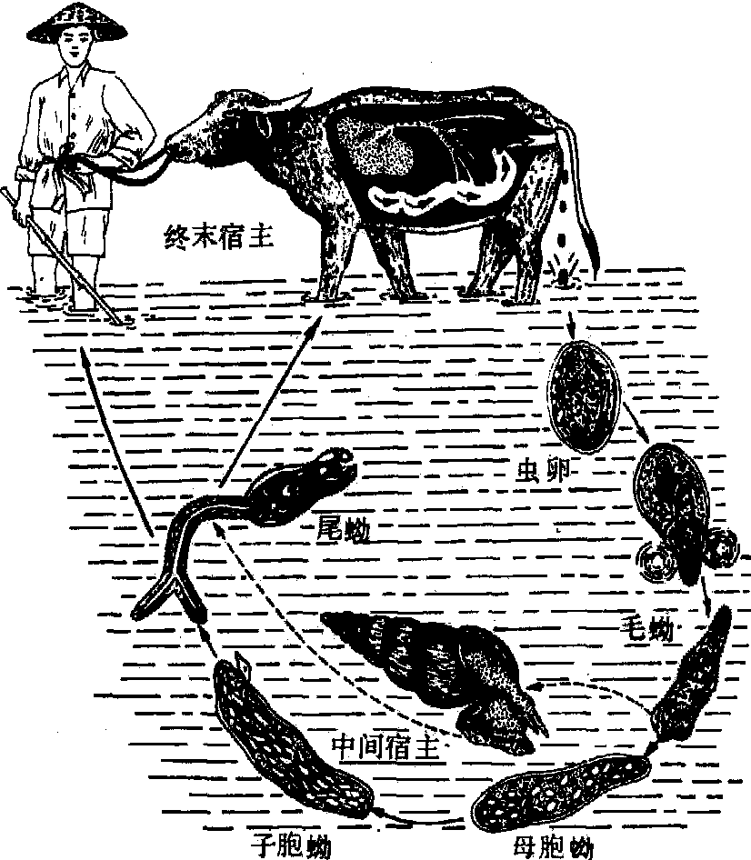 日本分体吸虫图片