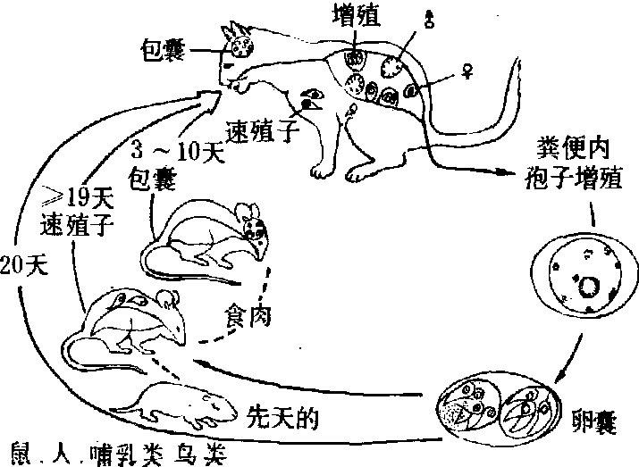 弓形虫病