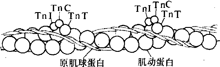 肌肉收缩分子机理