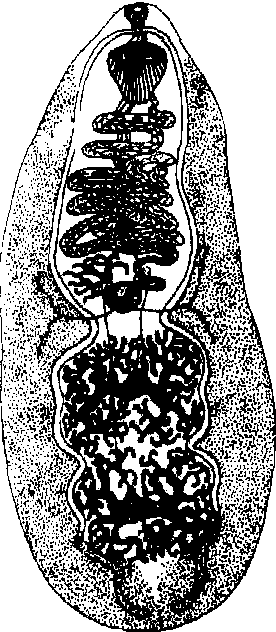 病原布氏姜片吸虫〔fasiolop