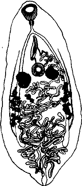 胰阔盘吸虫结构图图片