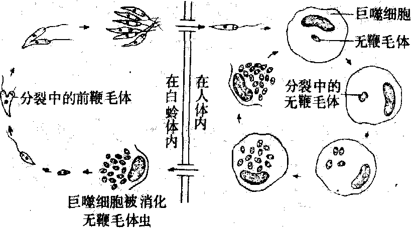 杜氏利什曼原虫生活史图片