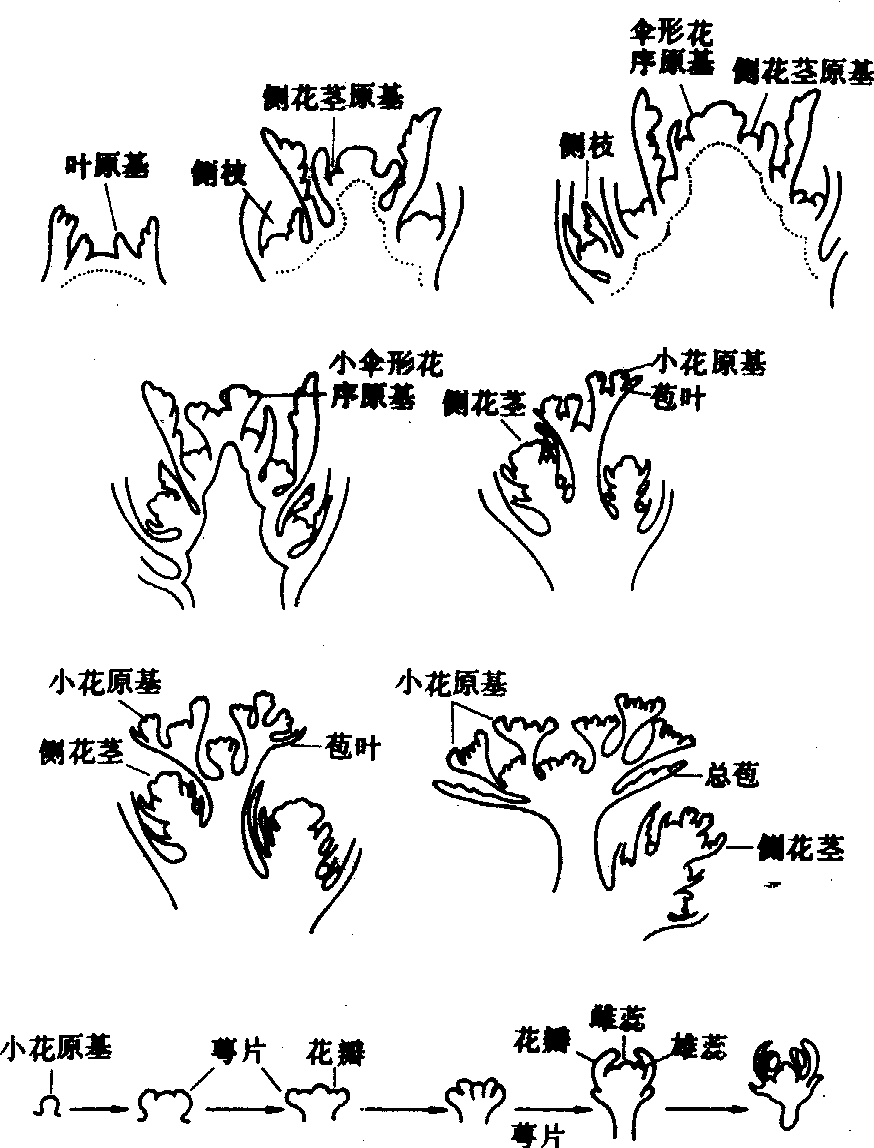 花芽分化