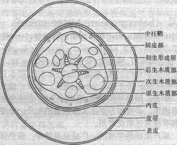 块根