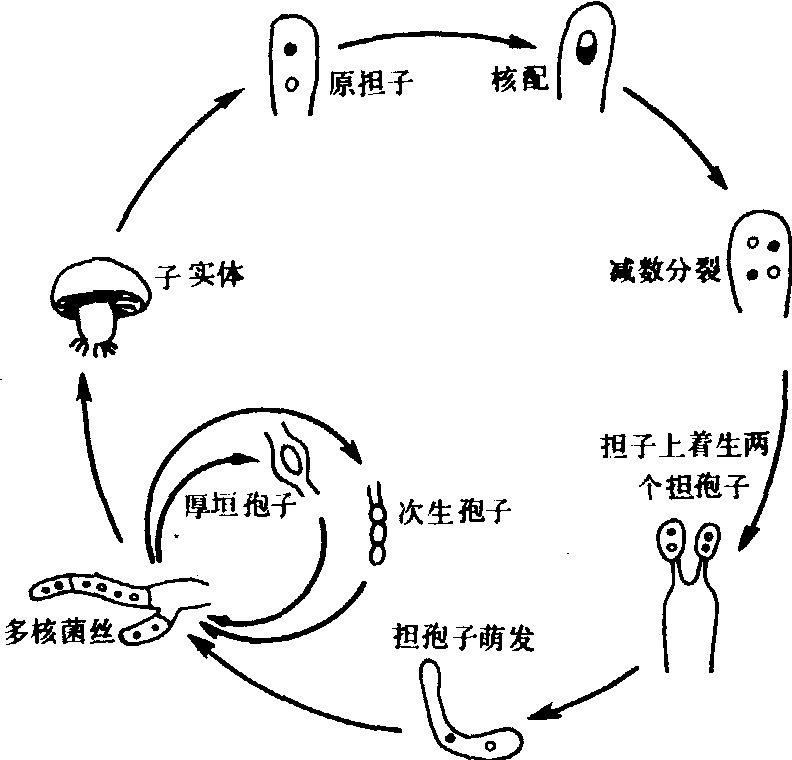 双孢蘑菇