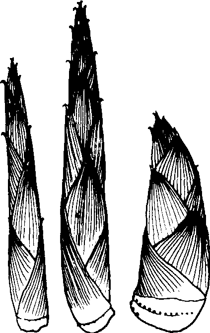 春笋的结构图片